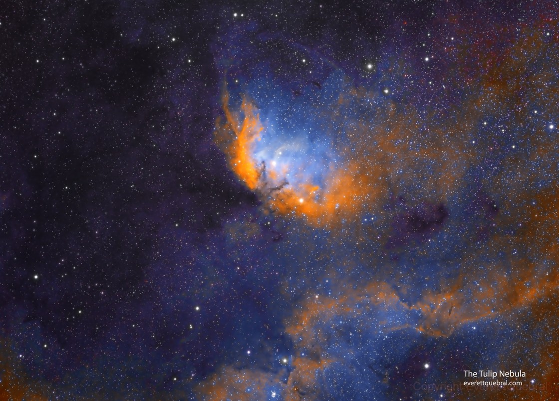 Tulip Nebula